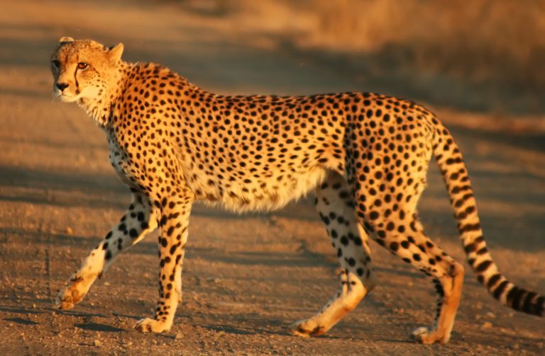 Cheetahs Heading Towards Extinction As Habitat Shrinks