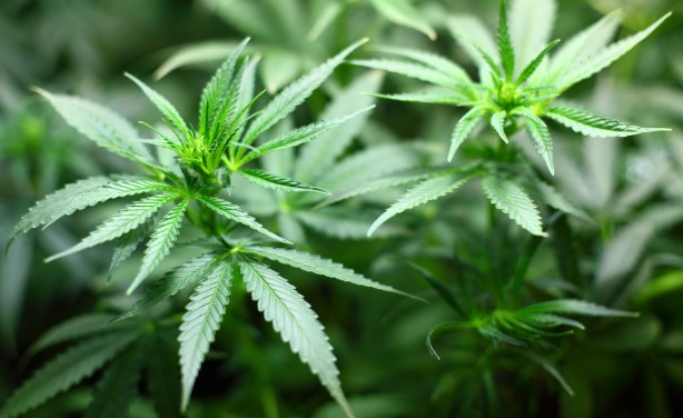 South African Court Gives Personal Marijuana Use Green Light