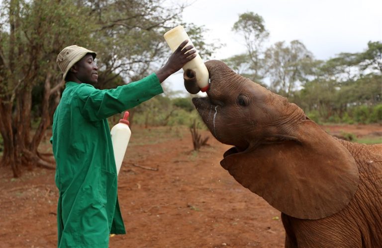 Kenyan wildlife nursery gives baby elephants a second chance
