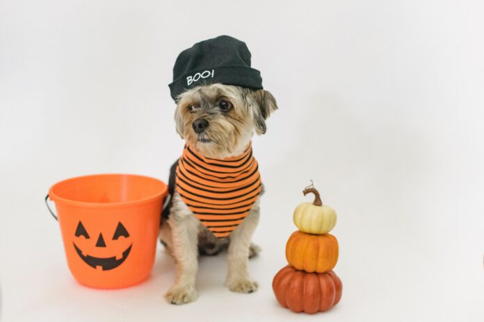 A dog poses with a halloween bucket.
