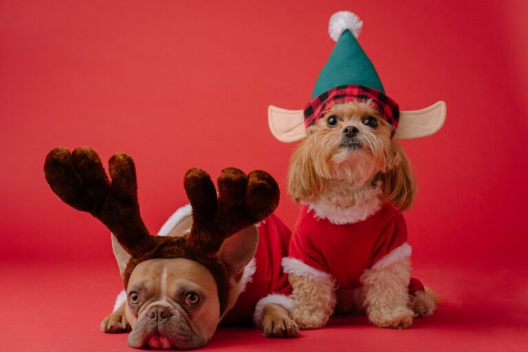 5 Essential Tips For a Safe and Happy Holiday With Your Pet